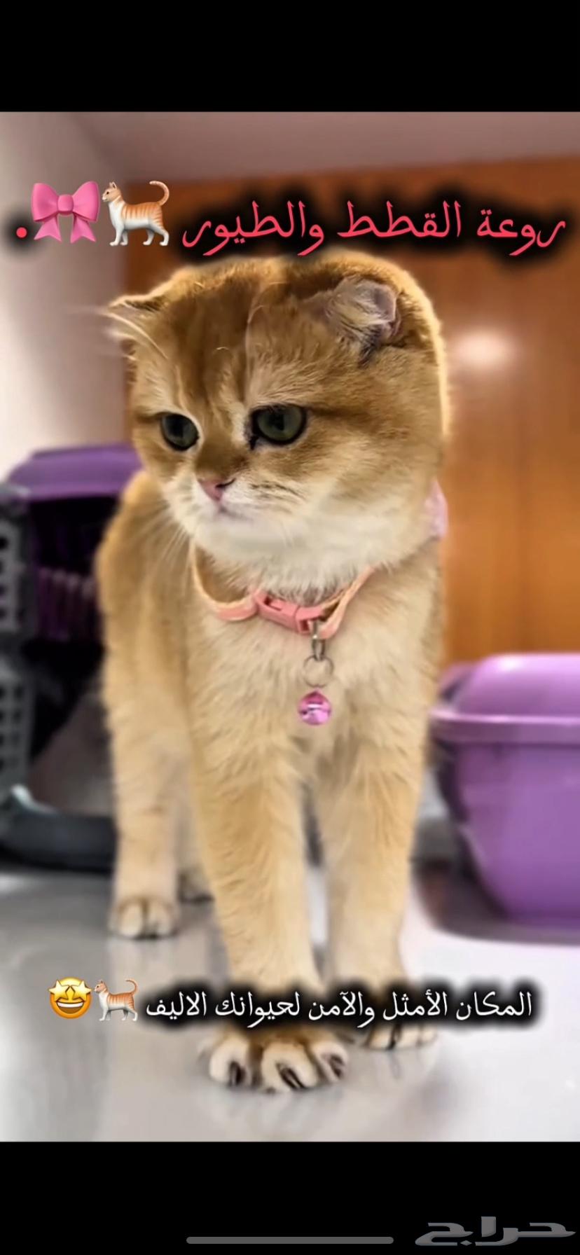 VIP Cat Hotel at a Symbolic Price, Under Our Responsibility from Pickup to Delivery64173118952193110