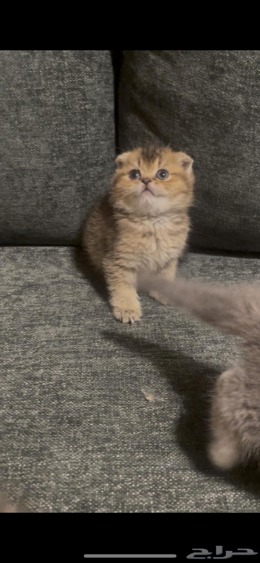 Kittens Scottish Fold64585495308291111