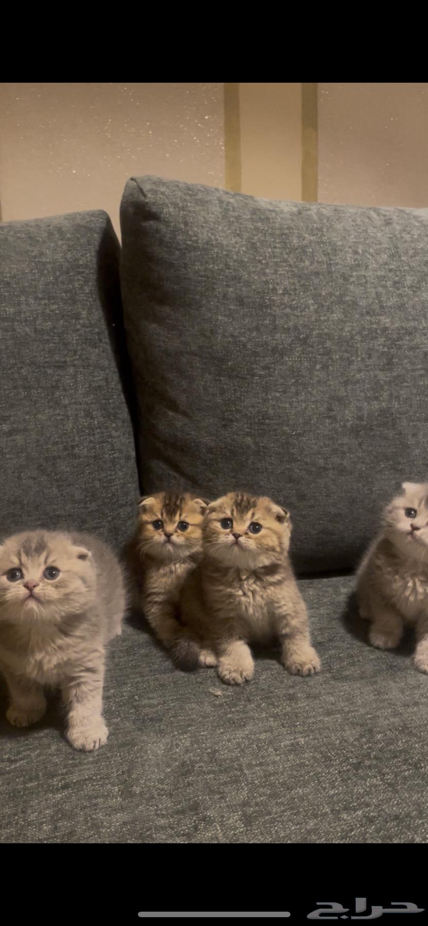 Kittens Scottish Fold64585495308291112