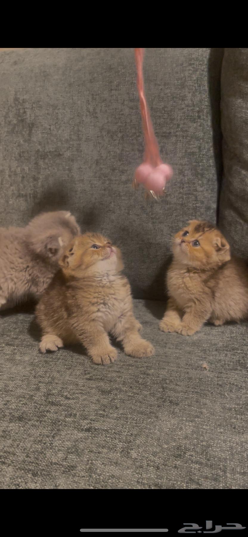 Kittens Scottish Fold64585495308291114