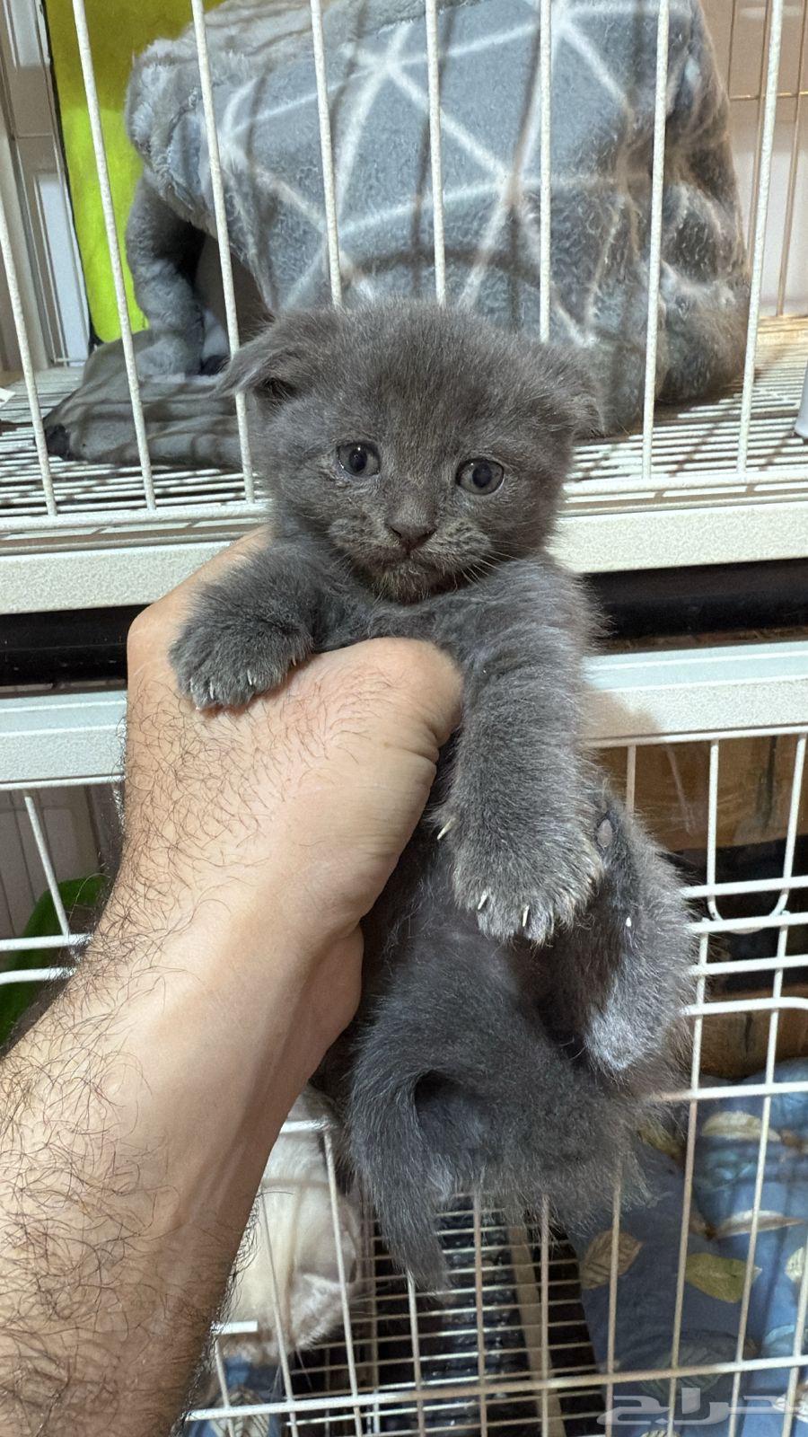 قطط سكوتش فولد للبيع64491184537729112