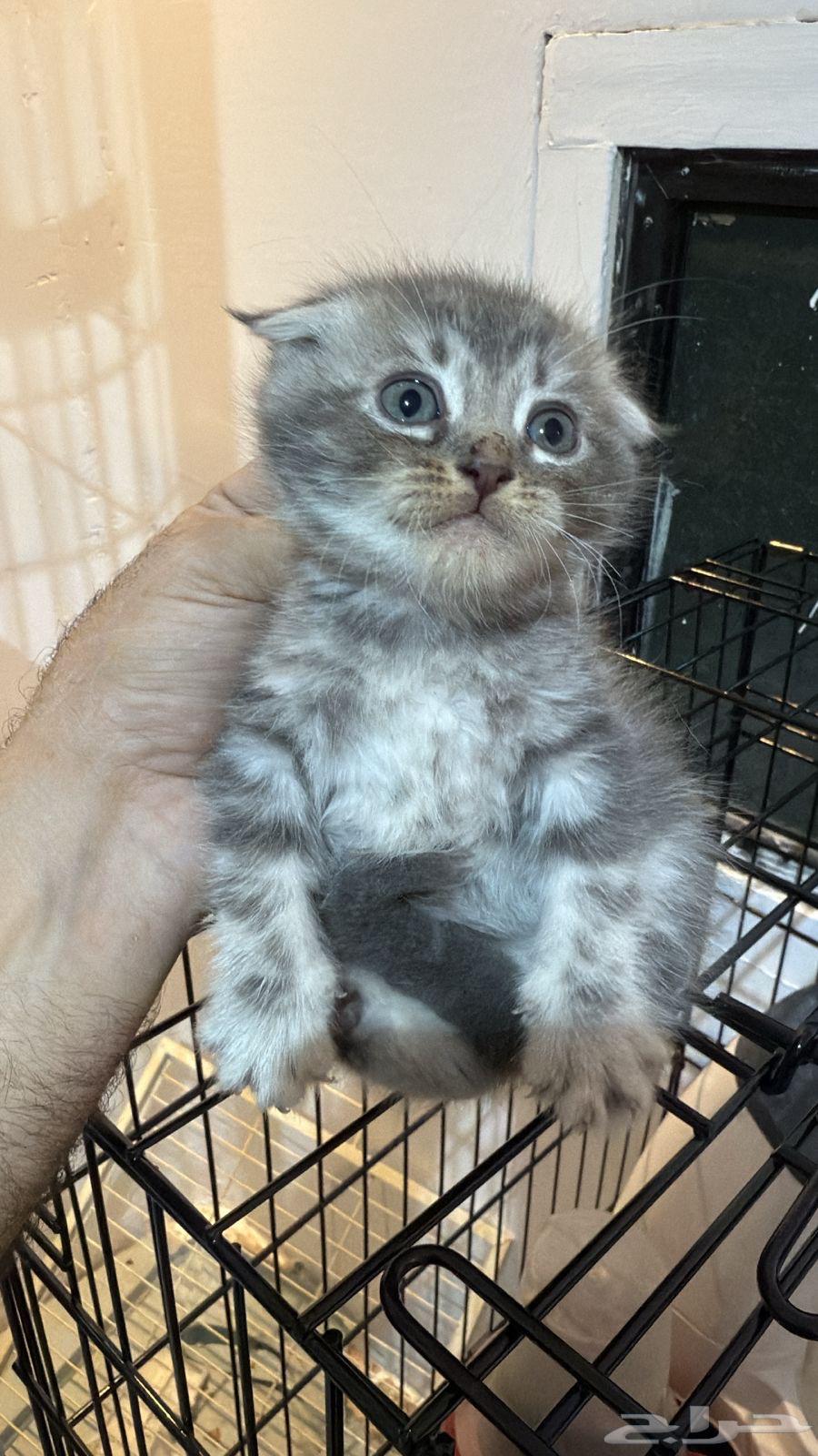 قطط سكوتش فولد للبيع64491184537729113