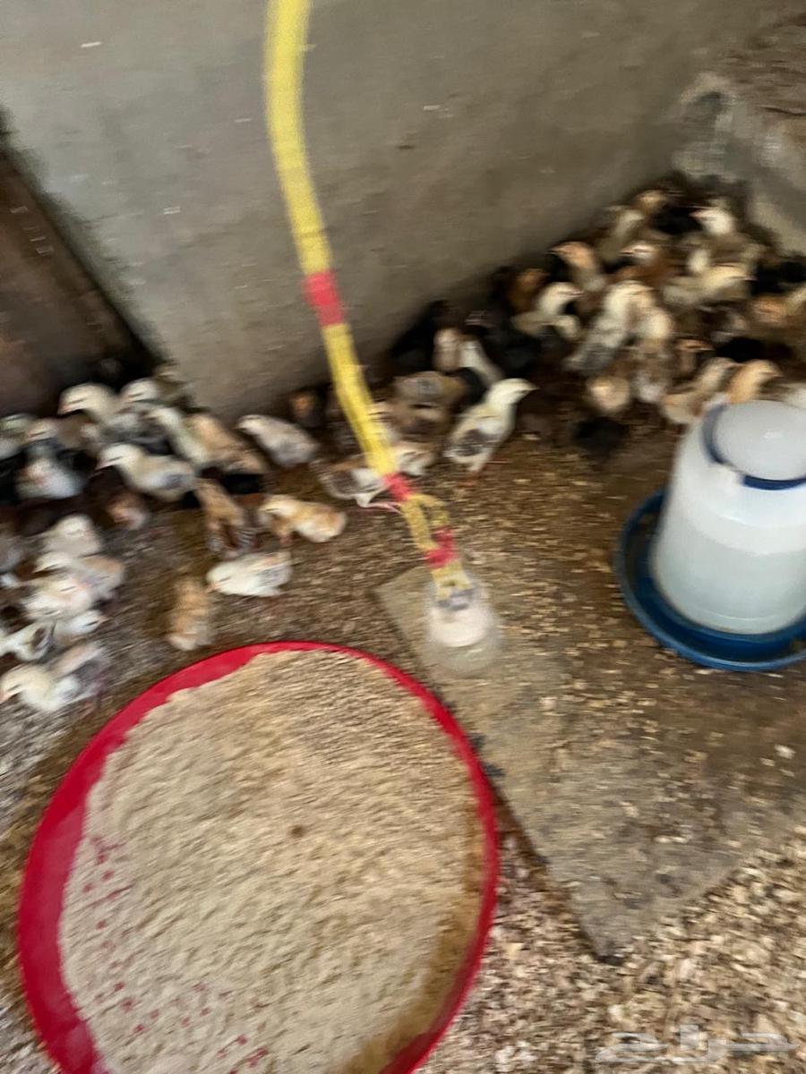 Local Chicken Sauce – Sold64679810456067113