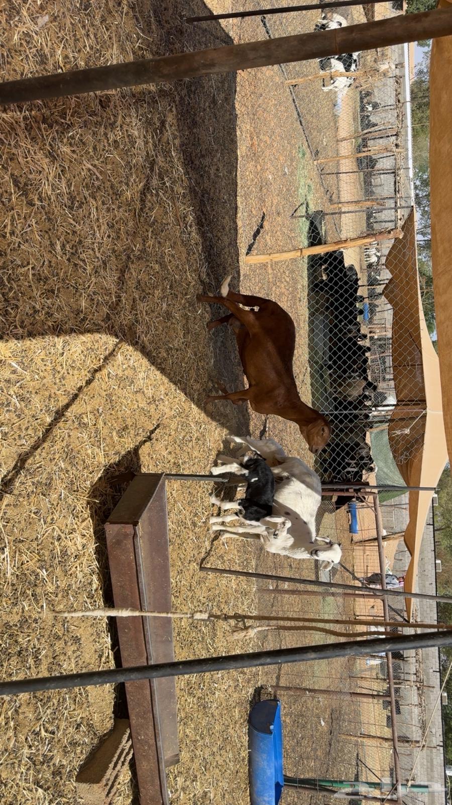 غنم متابيع طيبه64591828049027112