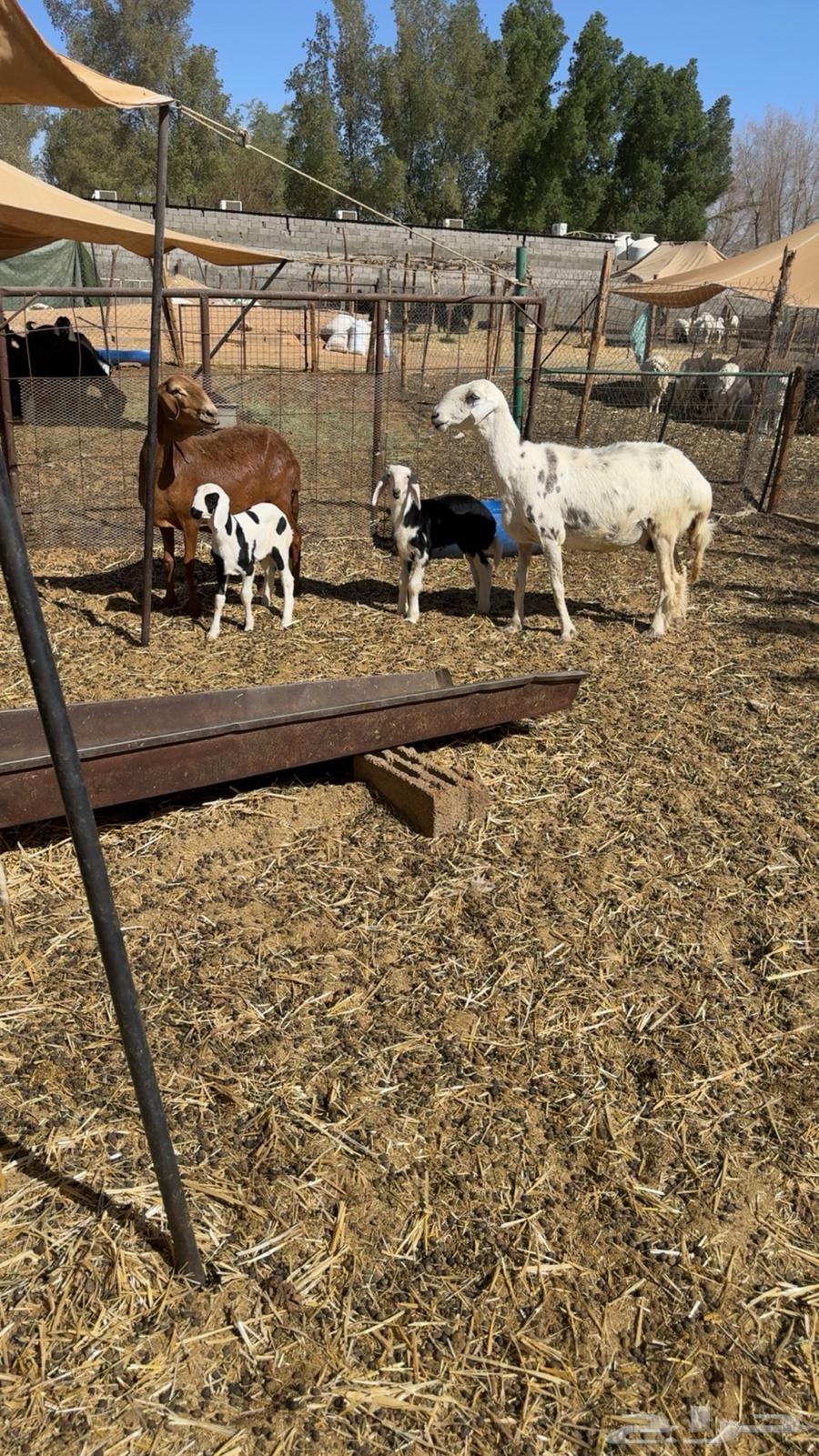 غنم متابيع طيبه64591828049027111