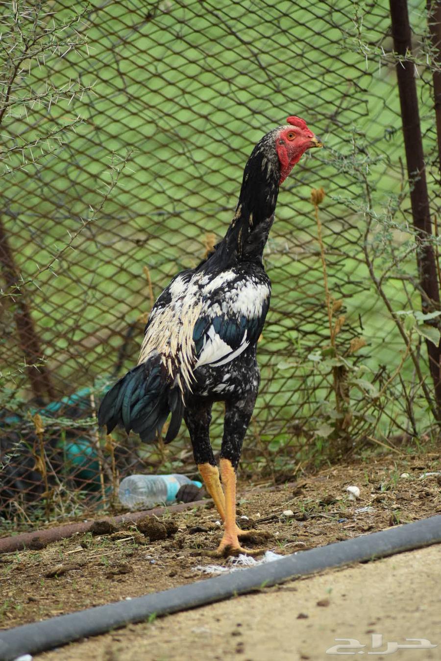 ديك سندي64545459802626112