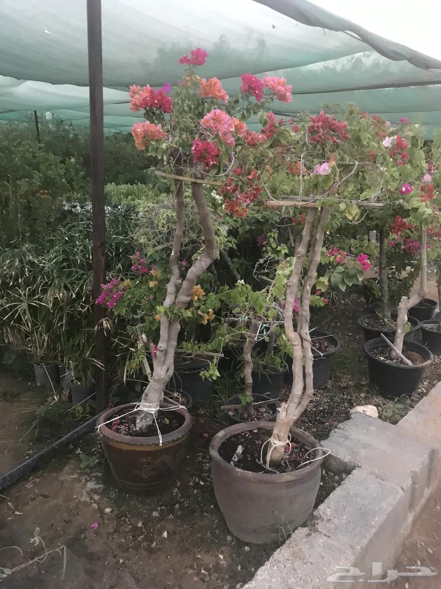 Supply and planting of all types of plants, with various sizes available for municipal projects64173752259457112