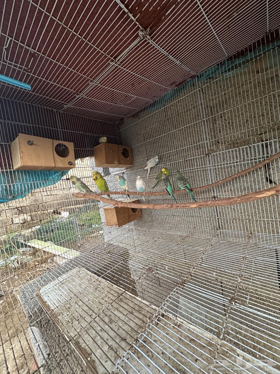 أزواج بادجي64461090049282112