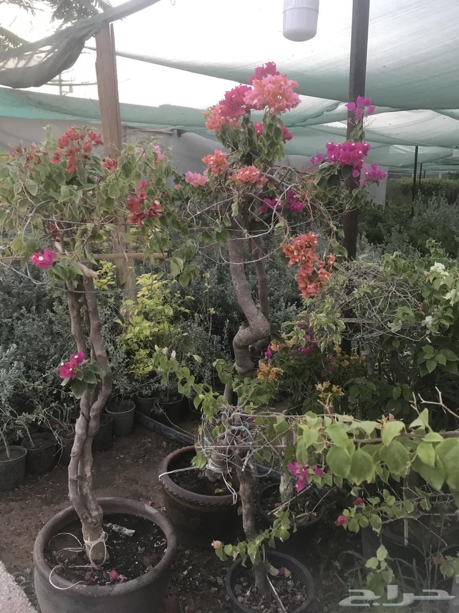 Supply and planting of all types of plants, with various sizes available for municipal projects64173752259457114