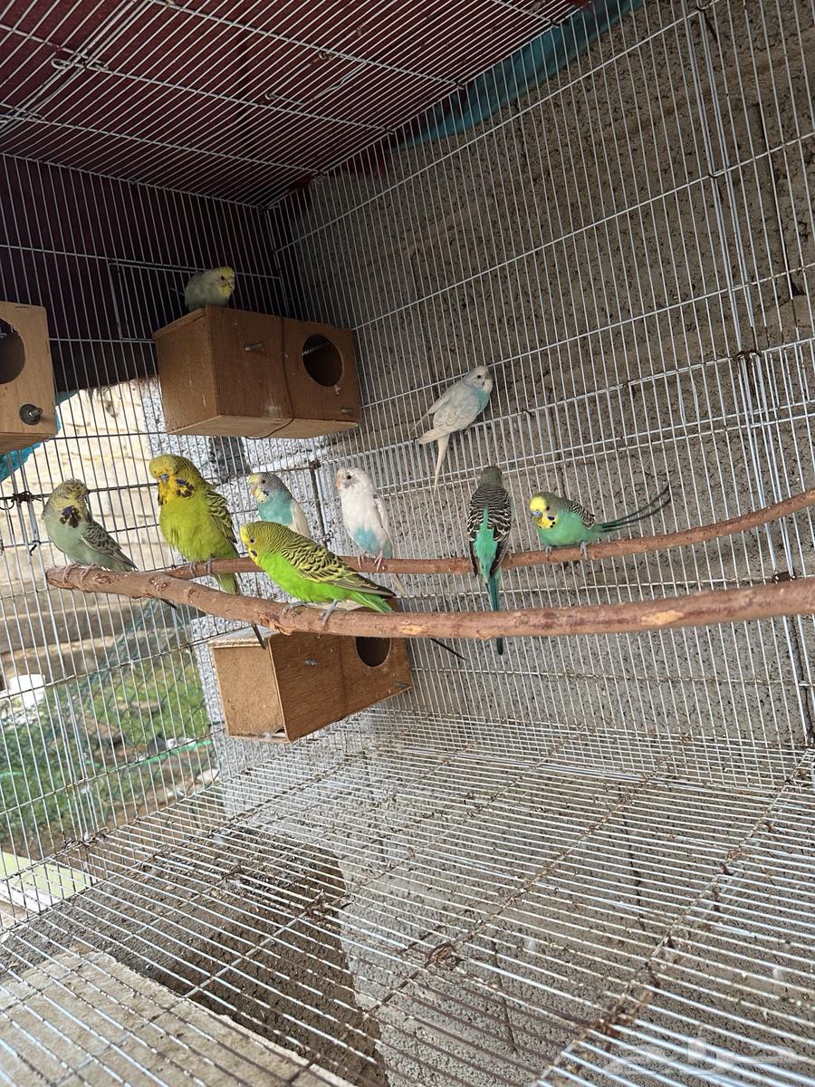 أزواج بادجي64461090049282111