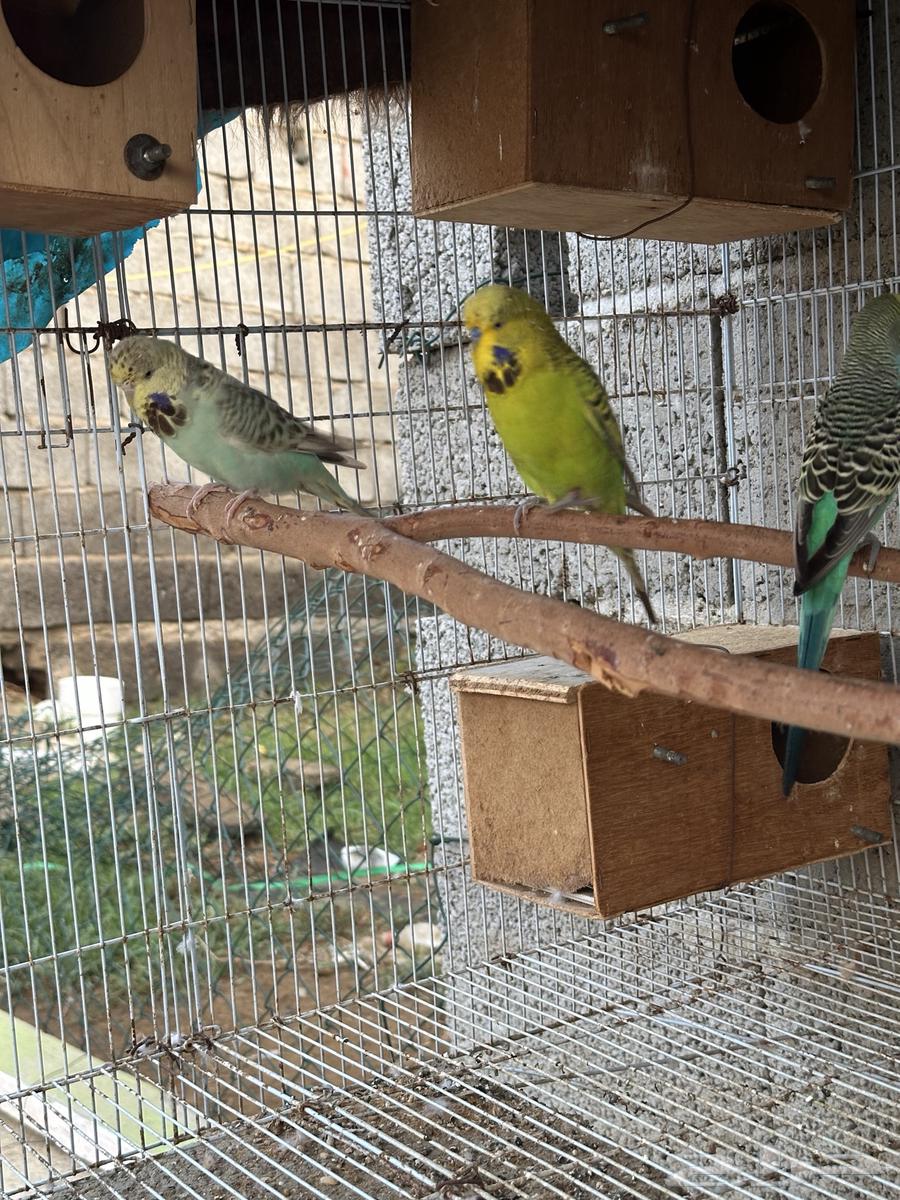 جوز بادجي إنجليزي منتج64437503977089112