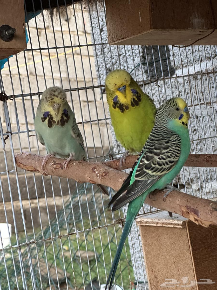 جوز بادجي إنجليزي منتج64437503977089111