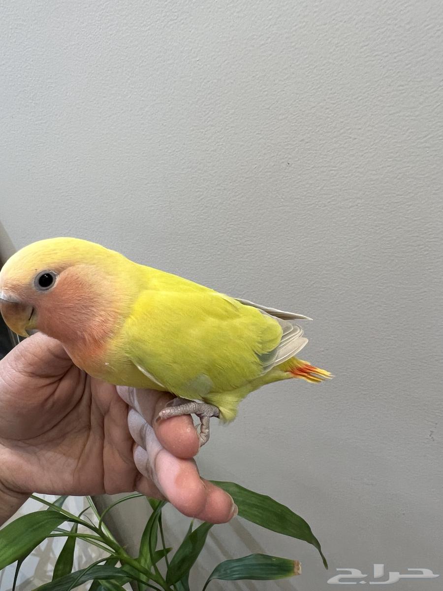 فرخ روز طفره ( تم البيع )64675752376323110