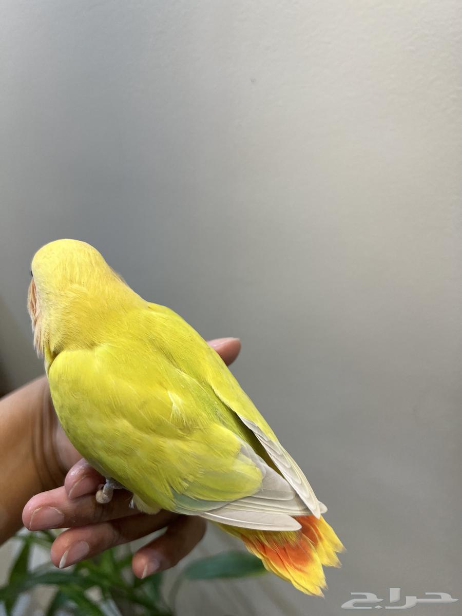 فرخ روز طفره ( تم البيع )64675752376323113