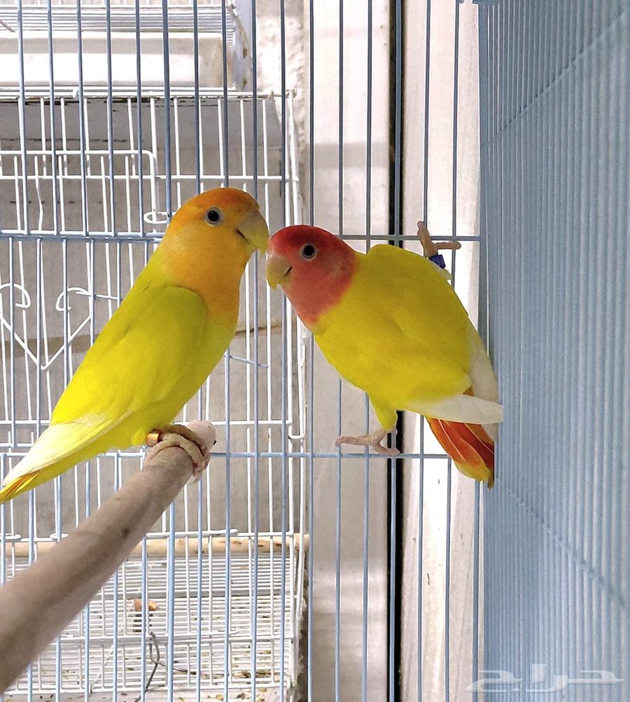 ازواج روز اورنج وريد اوبلاين64679324317441111