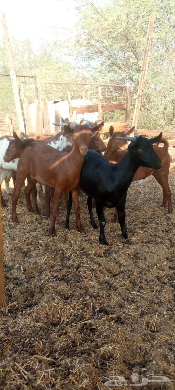 تيوس دهم محايليه جذعان مخاصي64465843008001112