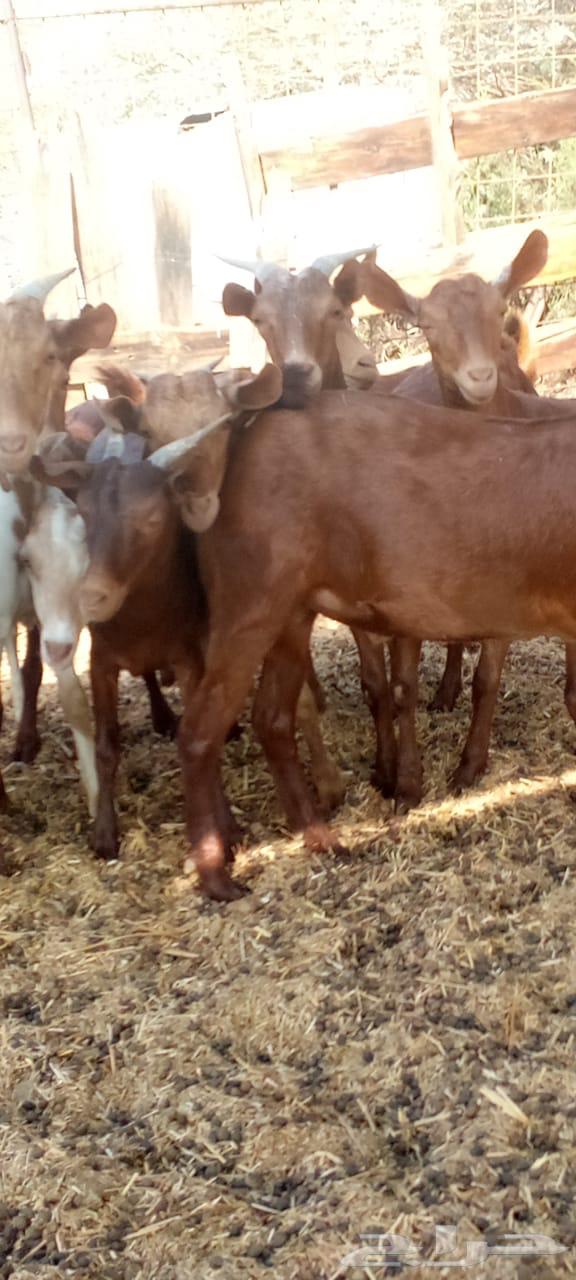 تيوس دهم محايليه جذعان مخاصي64465843008001113