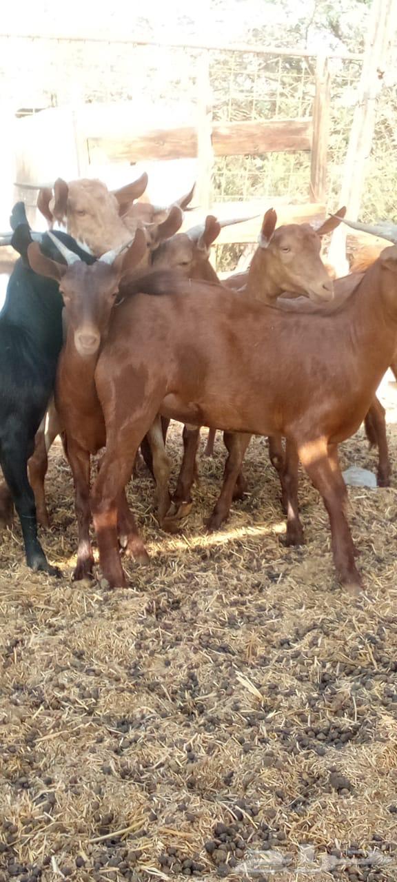 تيوس دهم محايليه جذعان مخاصي64465843008001110