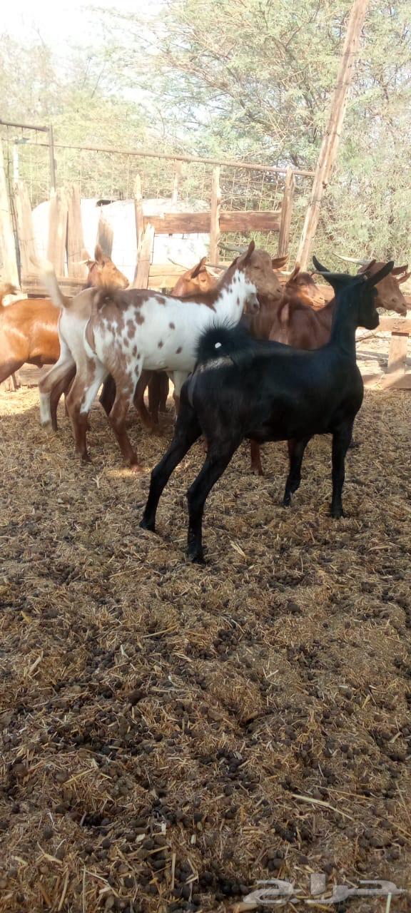 تيوس دهم محايليه جذعان مخاصي64465843008001114