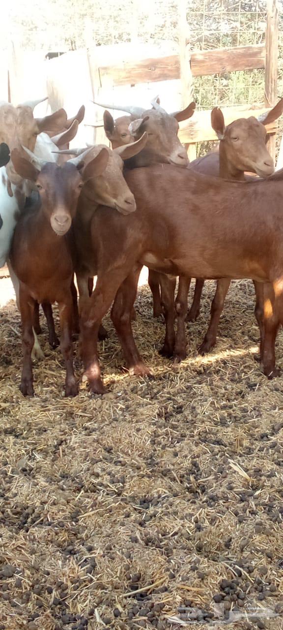 تيوس دهم محايليه جذعان مخاصي64465843008001111