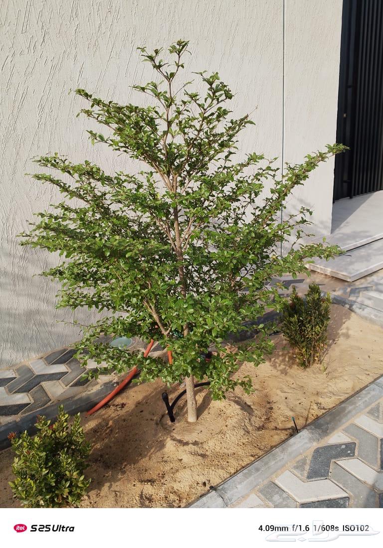 Complete garden landscaping with irrigation networks and trimming of Internet beds64174800115713112