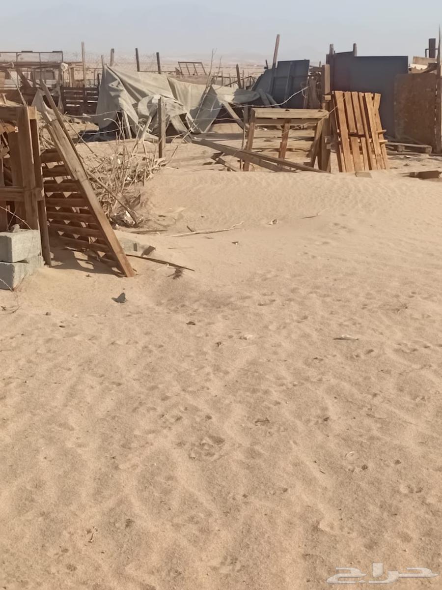 شبوك غنم وطبليات للبيع64174405605249111
