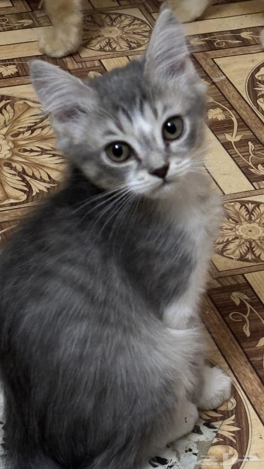 قطط للبيع بسعر الواحد 25064432074306305111