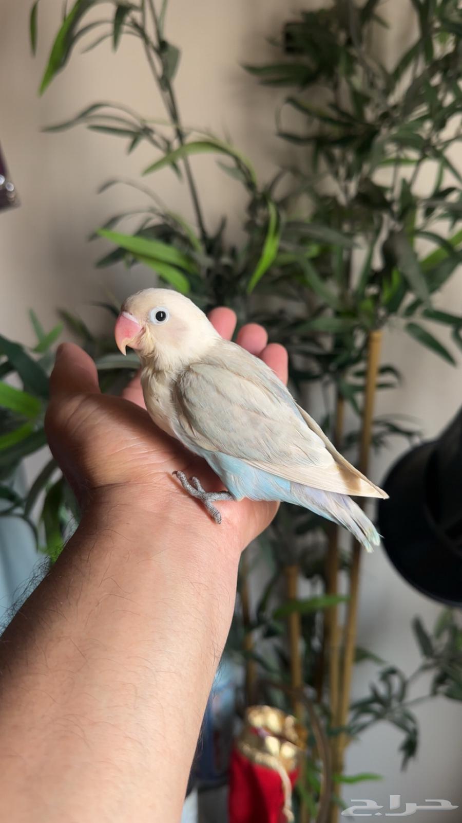 فرخين فشر نص ولافه يأكلون لحالهم64549457963139110