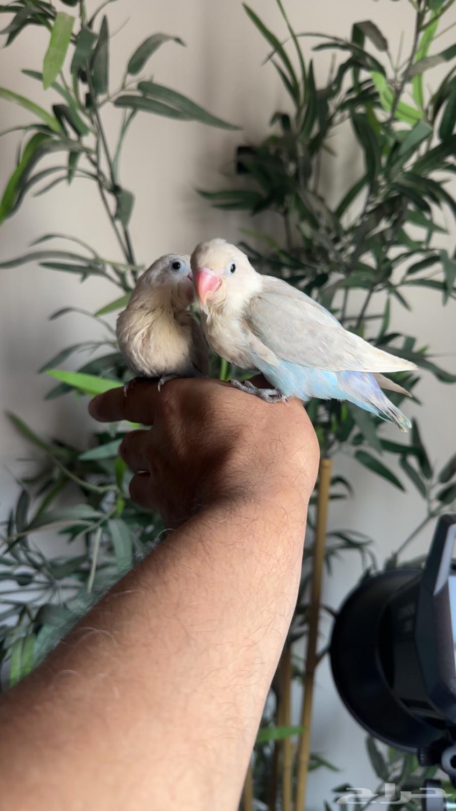 فرخين فشر نص ولافه يأكلون لحالهم64549457963139111