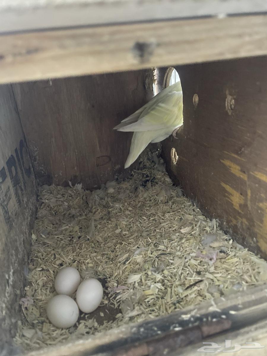 Pistachio product available on condition64581210458370114