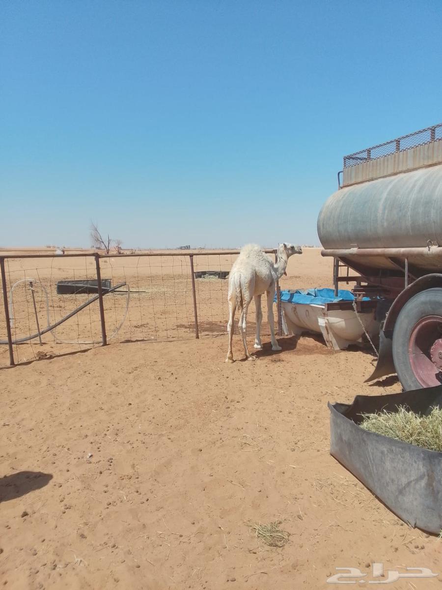 بعير طيب للبيع64553257305731114