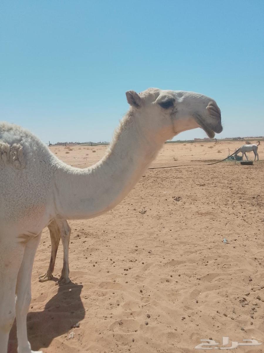 بعير طيب للبيع64553257305731112