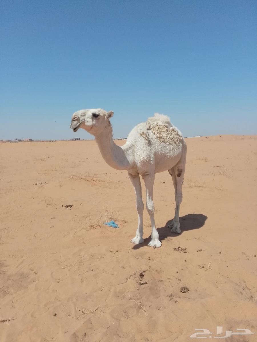 بعير طيب للبيع64553257305731113