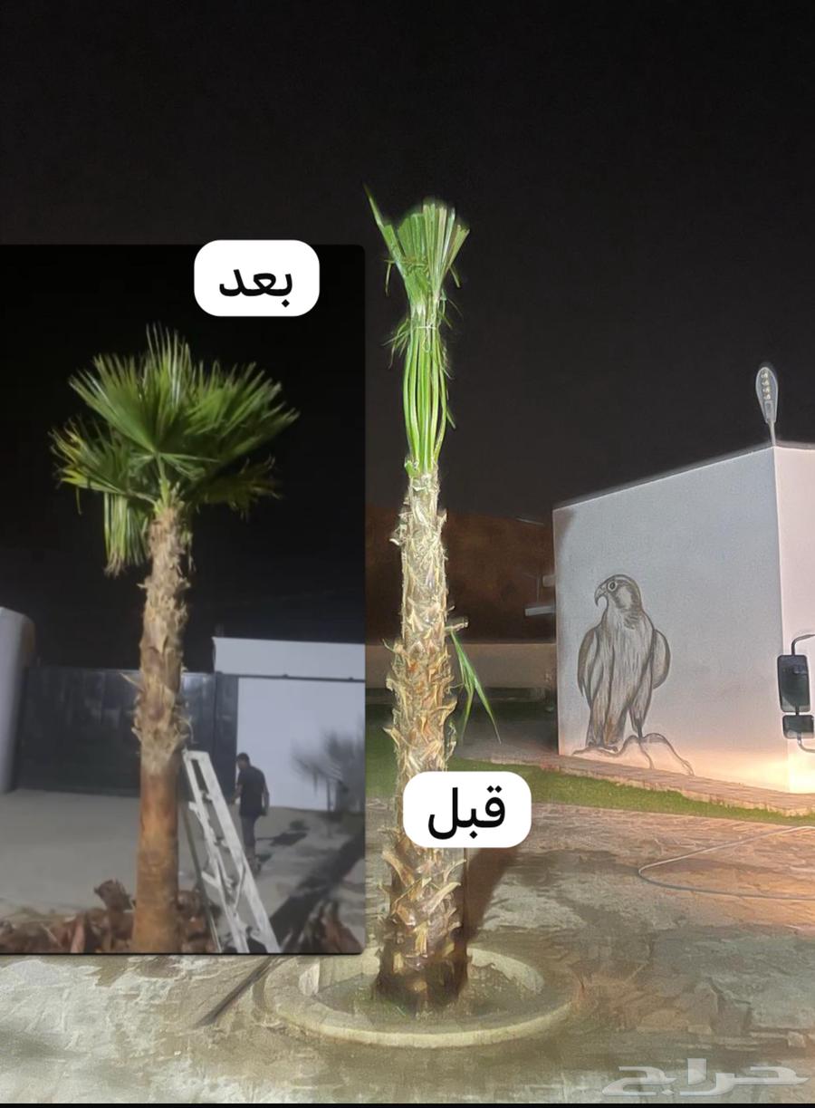 نخيل واشنطن للبيع بجميع انواع المقاسات64176587601153110