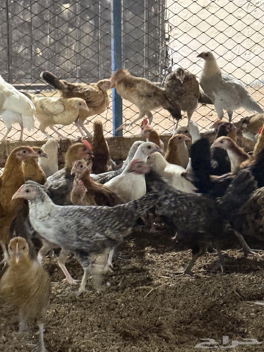 Local and Fayoumi chicks, three months old64431814708482113