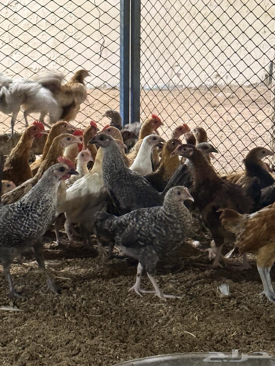 Local and Fayoumi chicks, three months old64431814708482110