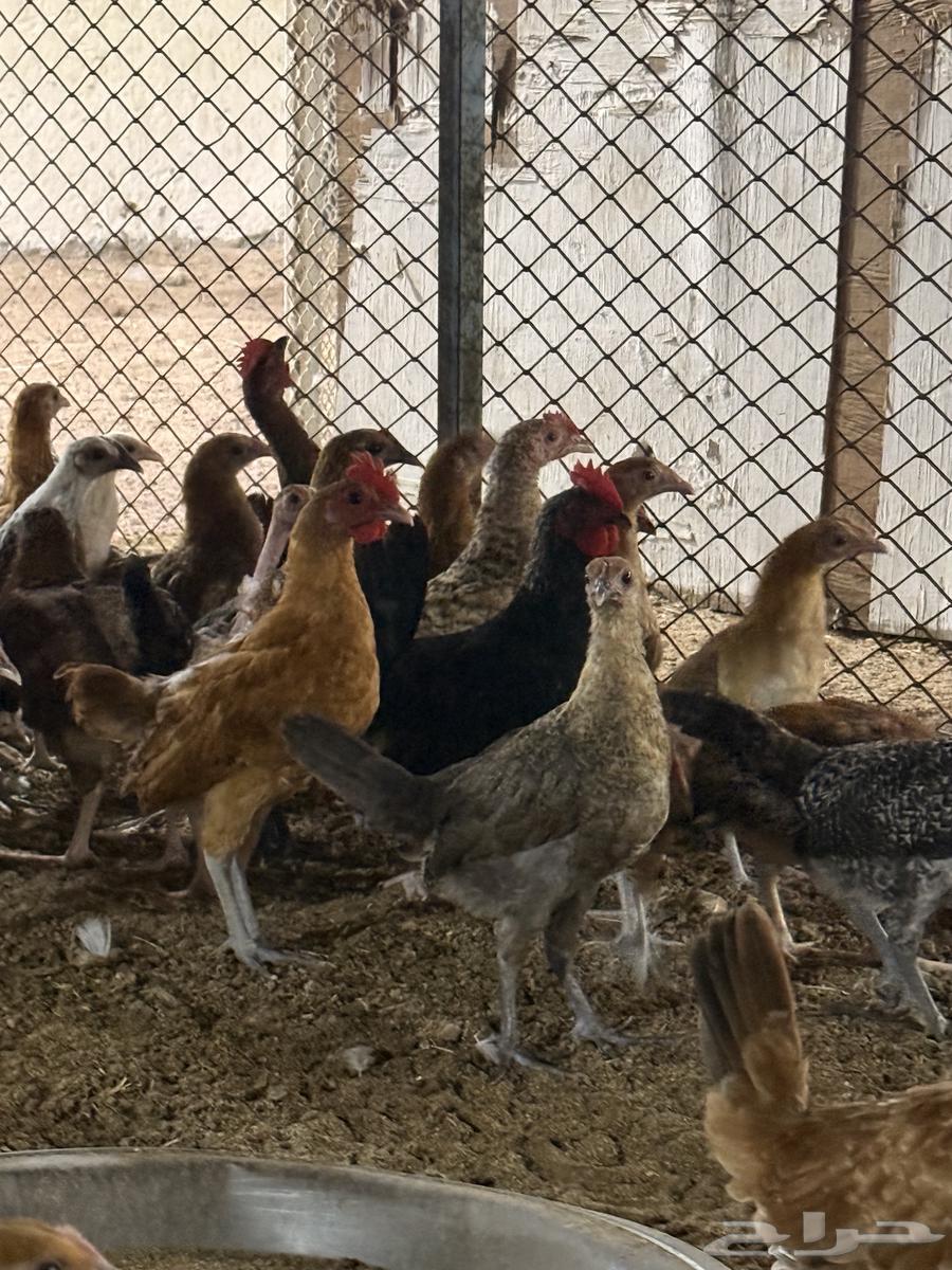 Local and Fayoumi chicks, three months old64431814708482111