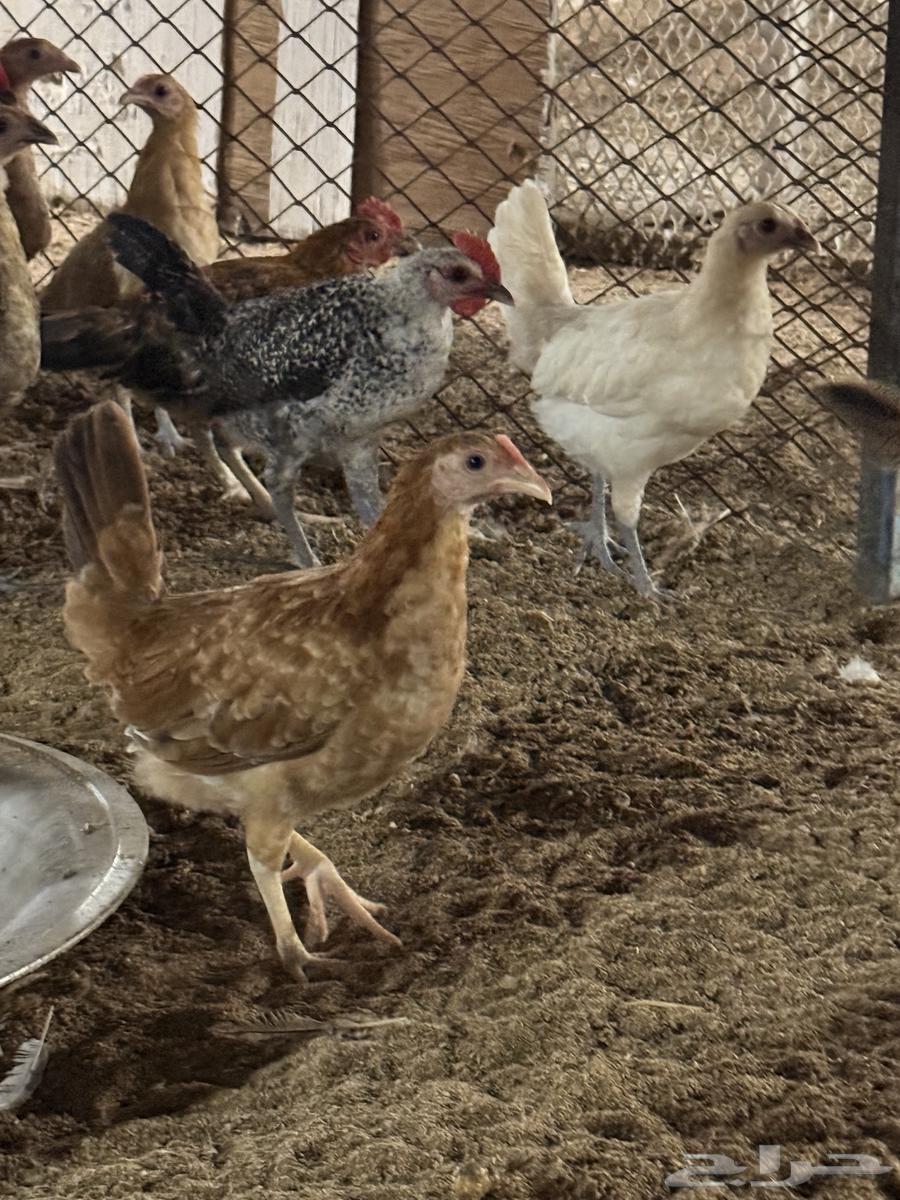 Local and Fayoumi chicks, three months old64431814708482112