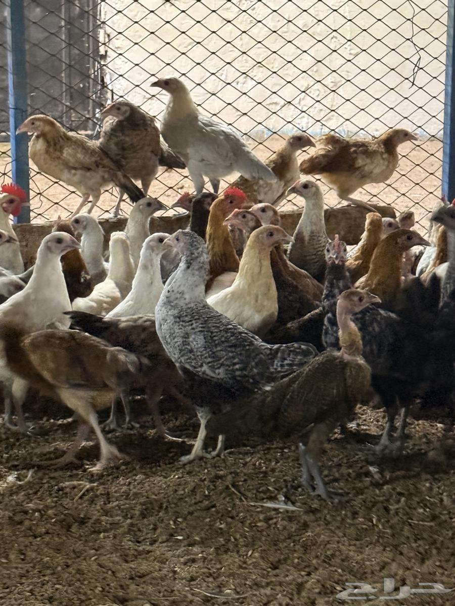 Local and Fayoumi chicks, three months old64431814708482114