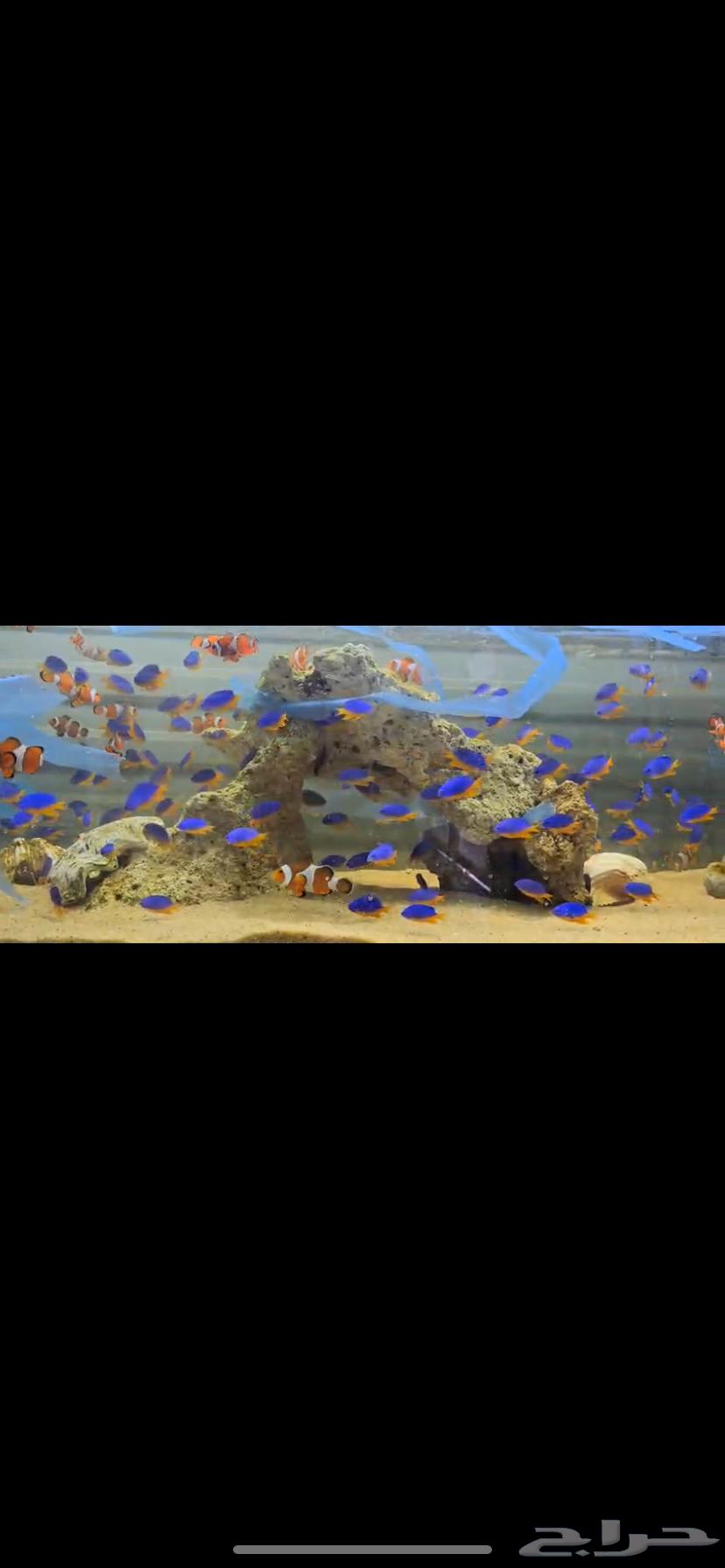 Ornamental fish for sale, delivery available within Riyadh, and turtles available64175574538497110