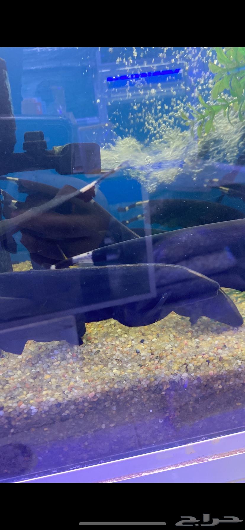 Ornamental fish for sale, delivery available within Riyadh, and turtles available64175574538497114