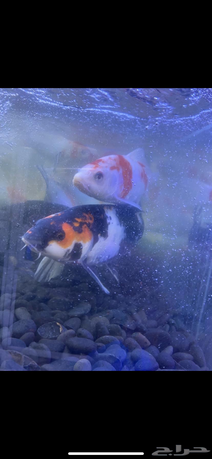 Ornamental fish for sale, delivery available within Riyadh, and turtles available64175574538497113
