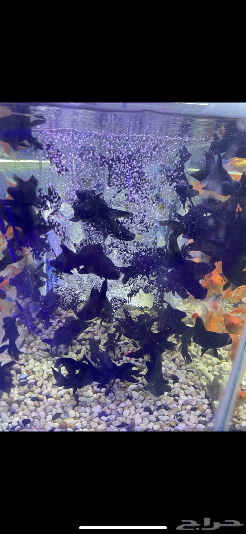 Ornamental fish for sale, delivery available within Riyadh, and turtles available64175574538497111