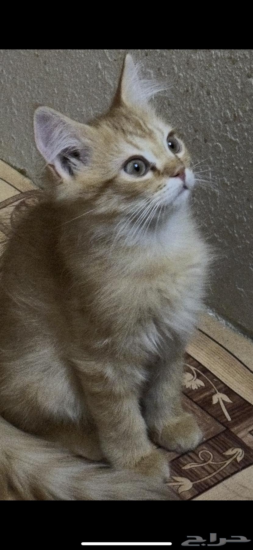 قطط للبيع بسعر الواحد 25064432074306305110