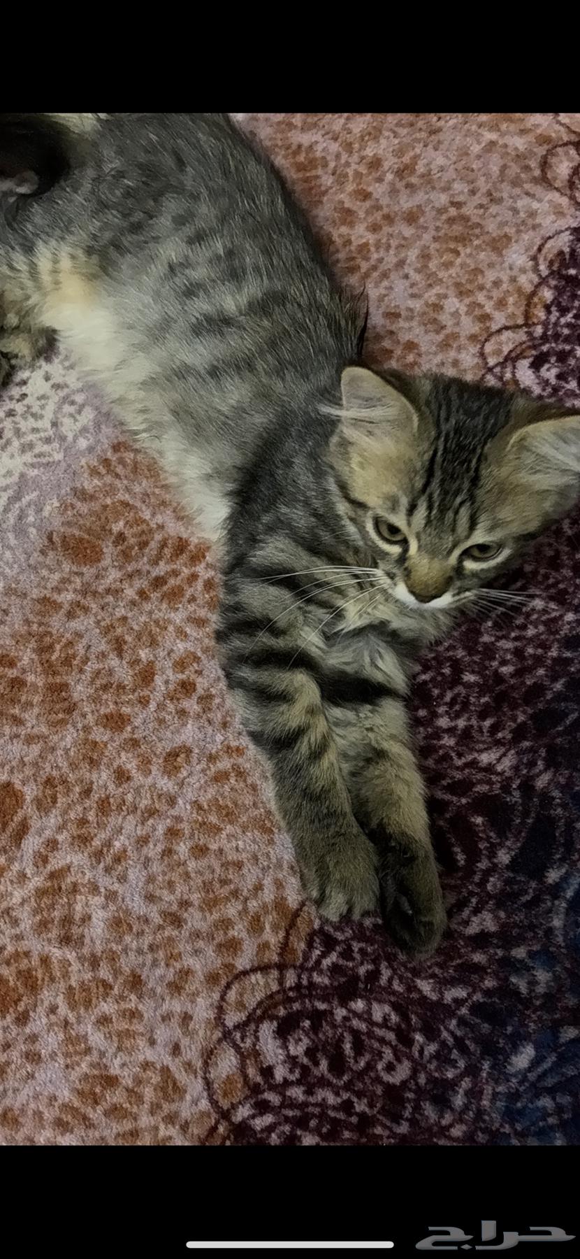 قطط للبيع بسعر الواحد 25064432074306305113