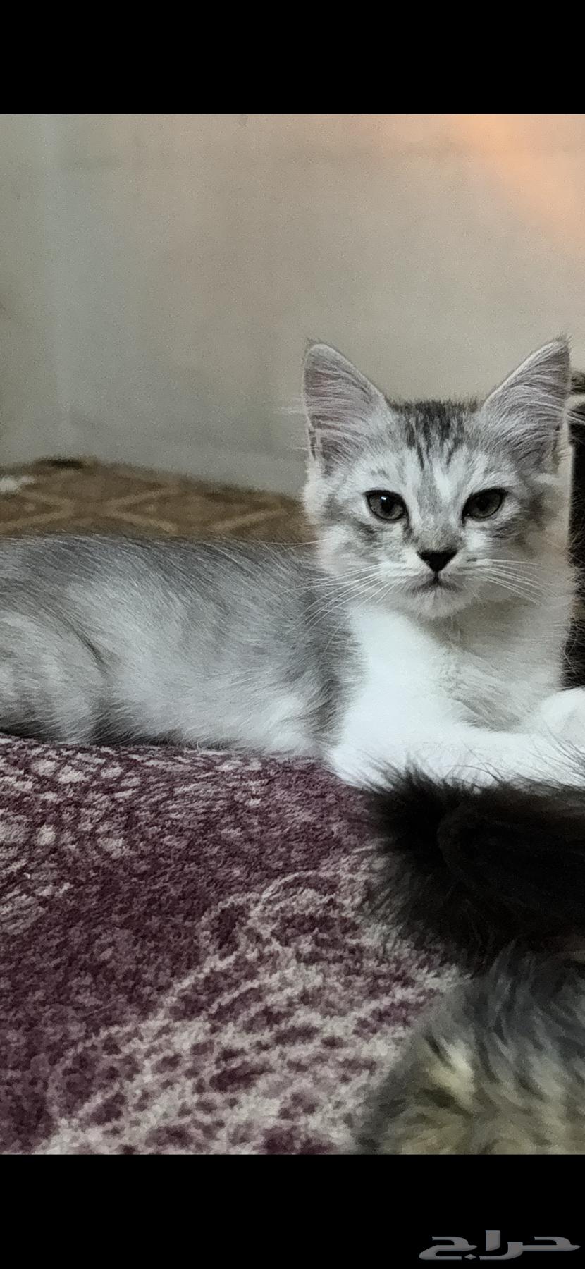 قطط للبيع بسعر الواحد 25064432074306305112