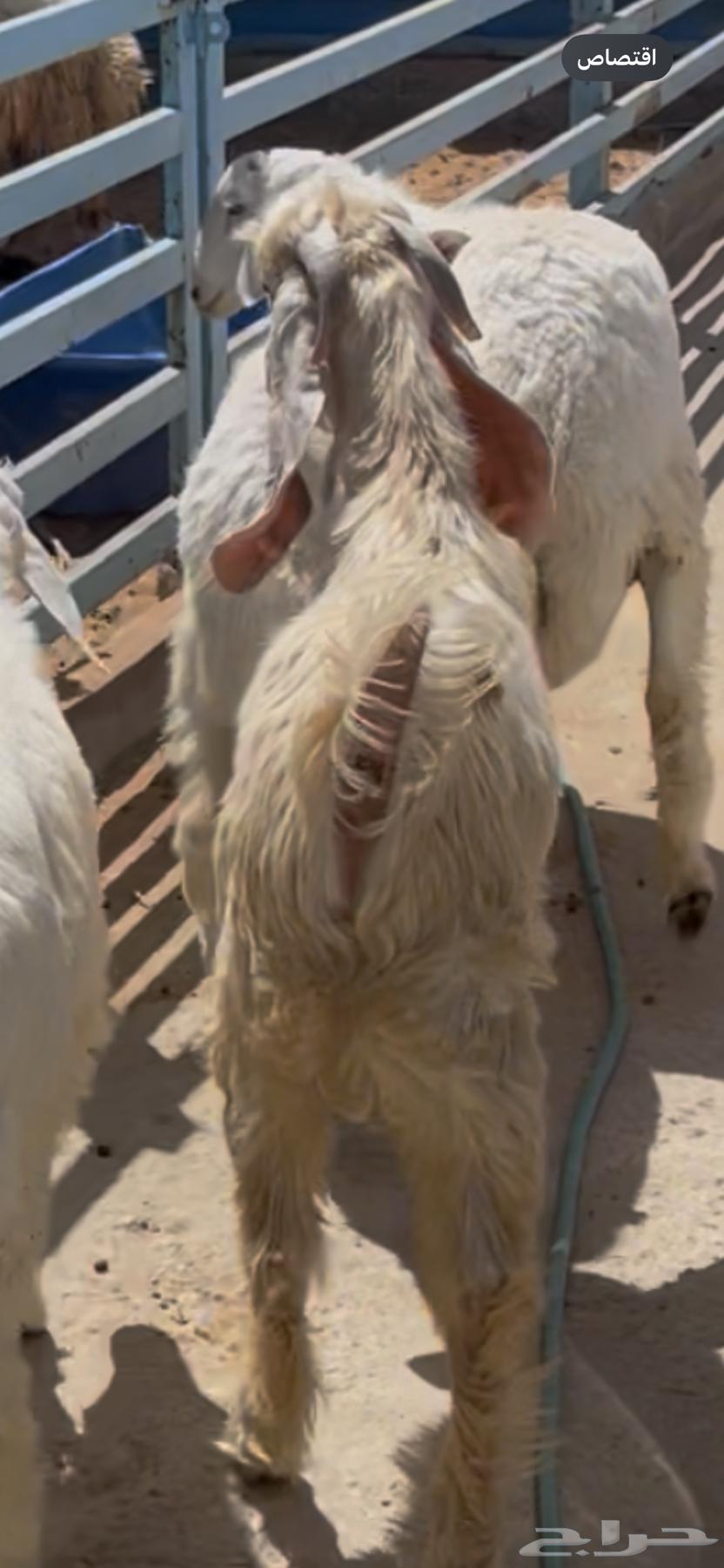 تيس للبيع. العمر شهرين64681767310722113