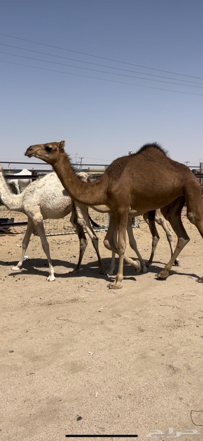 بكره حمراء مقنى64681729199873110