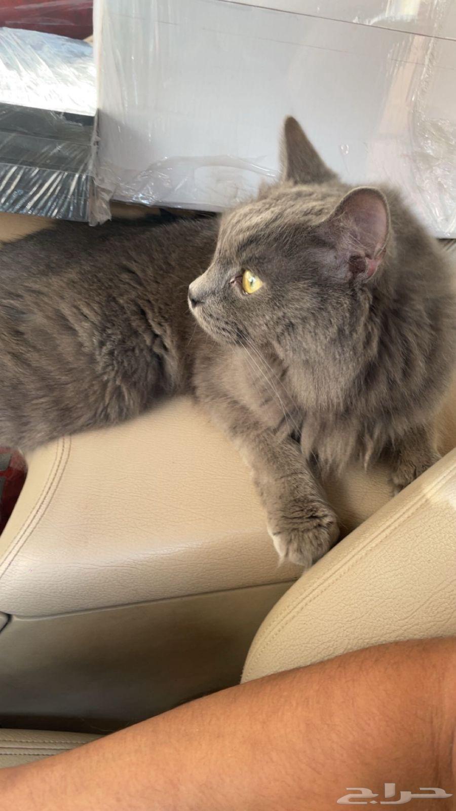 قط رمادي جميل للتبني64215496815233110