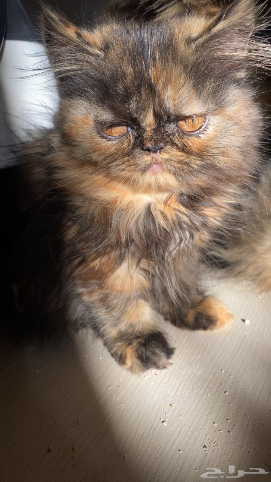 اثنى كتن ب25064676757295619112